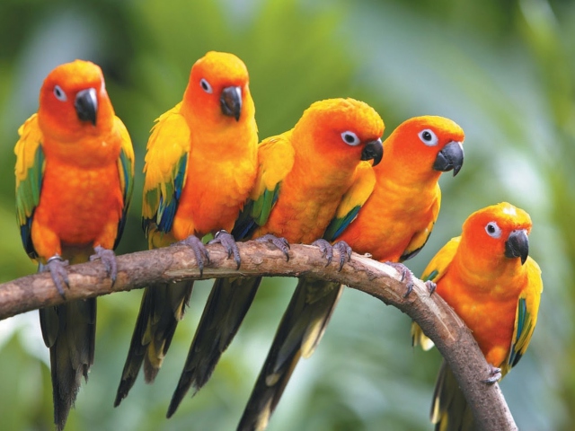 Sfondi Yellow Parrots 640x480