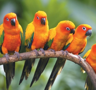 Yellow Parrots sfondi gratuiti per 1024x1024