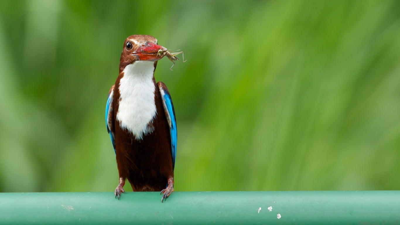 Das White Breasted Kingfisher Wallpaper 1366x768
