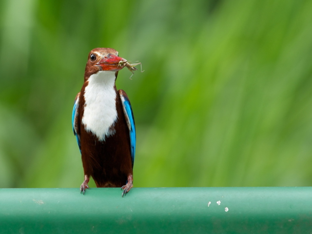White Breasted Kingfisher wallpaper 640x480