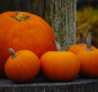 Orange Pumpkins - Obrázkek zdarma pro 1024x1024