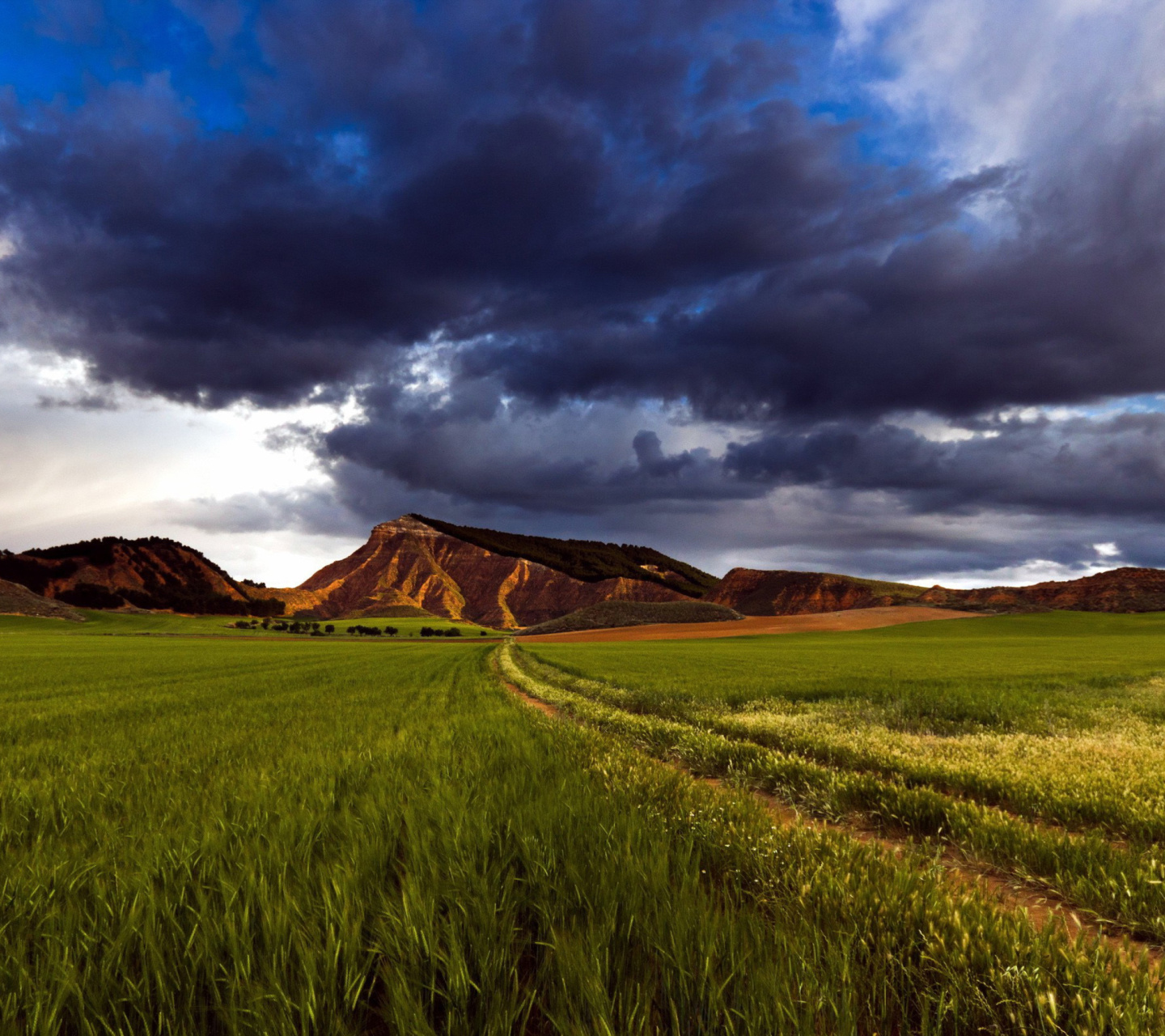 Fondo de pantalla Field and Sky 1440x1280