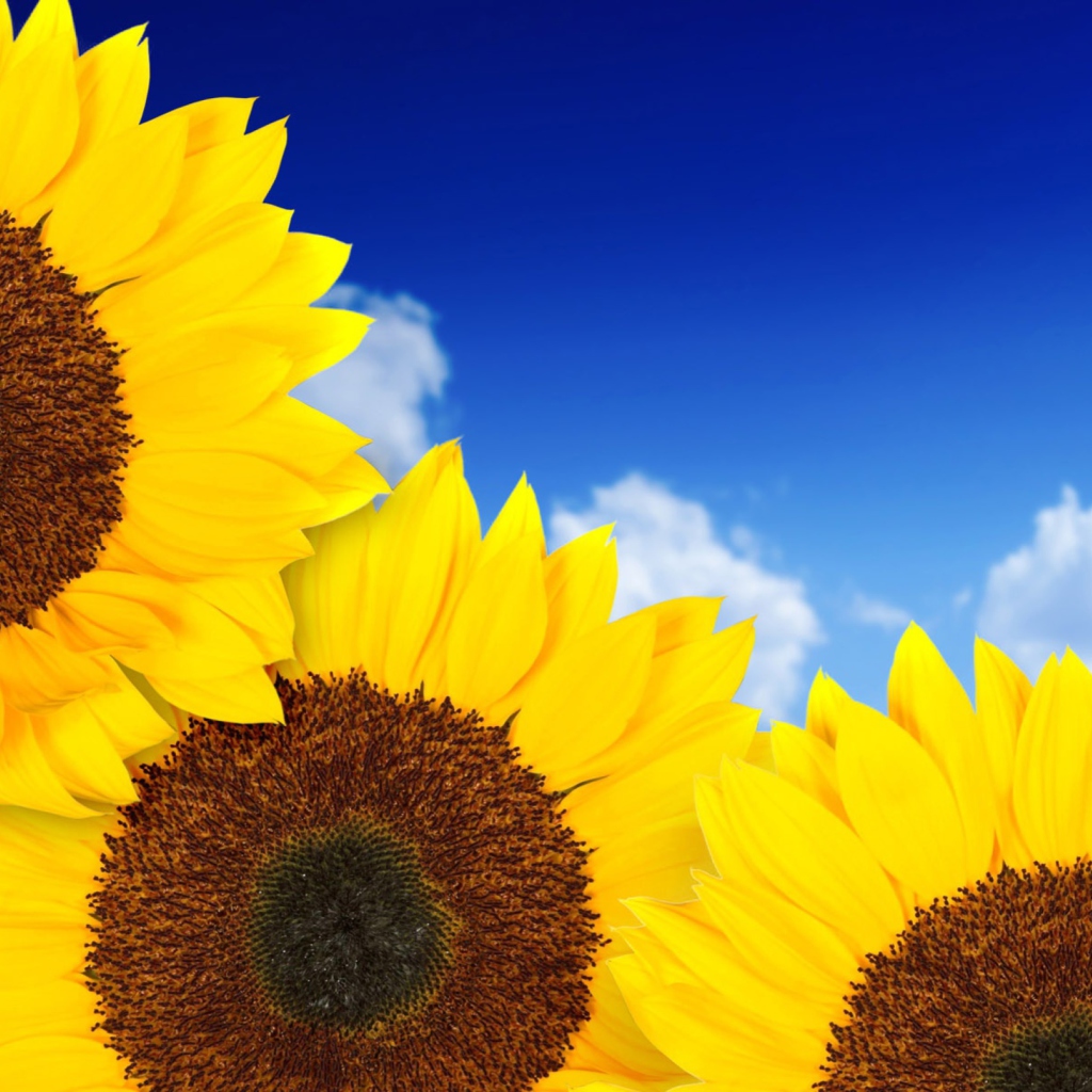 Screenshot №1 pro téma Pure Yellow Sunflowers 1024x1024