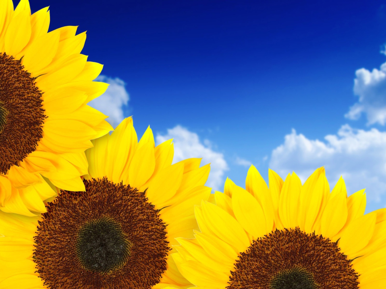 Screenshot №1 pro téma Pure Yellow Sunflowers 1280x960