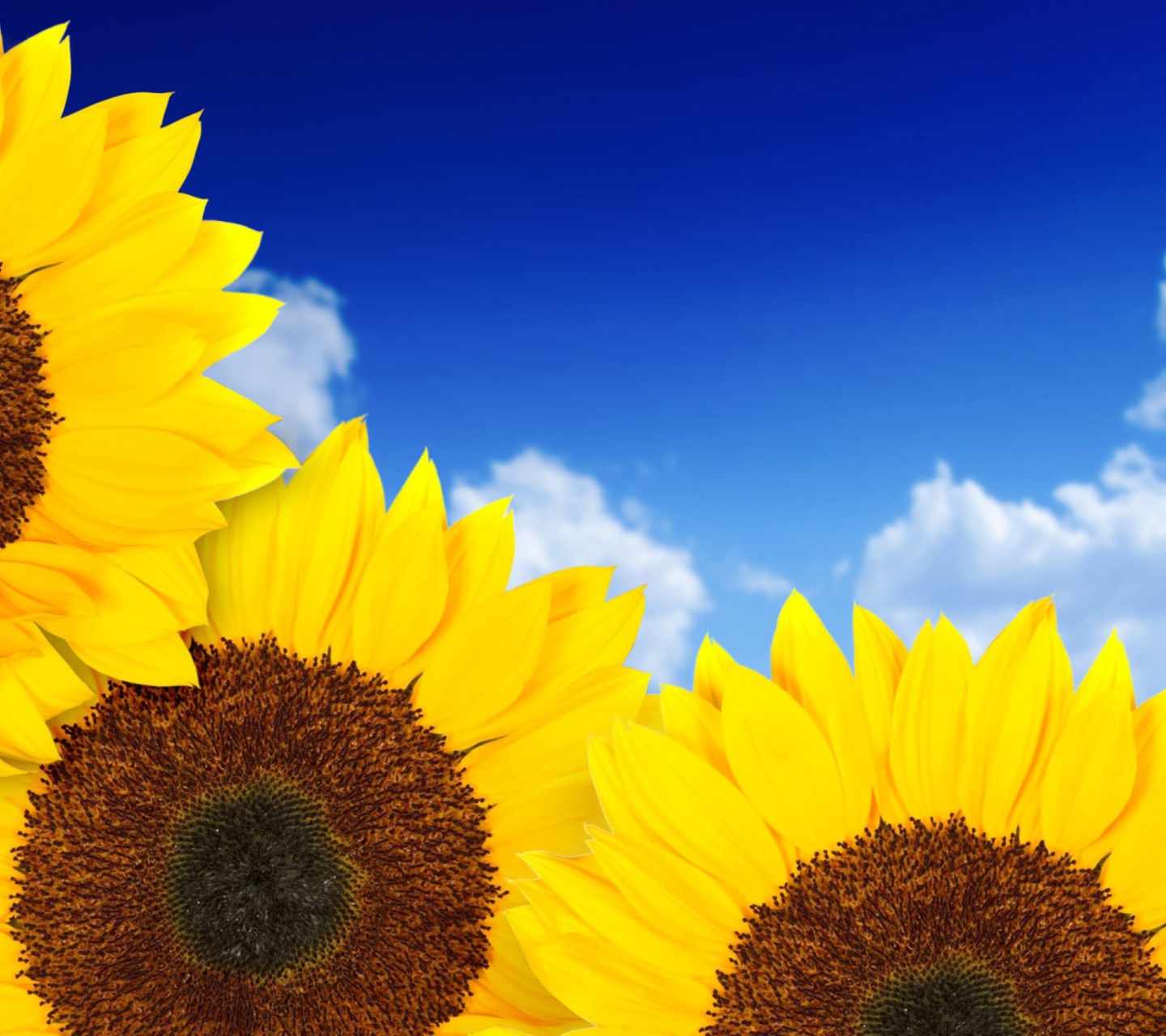 Screenshot №1 pro téma Pure Yellow Sunflowers 1440x1280