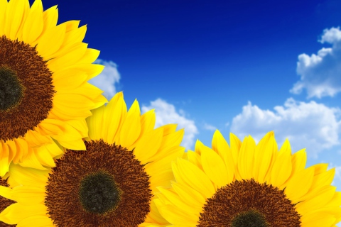 Screenshot №1 pro téma Pure Yellow Sunflowers 480x320