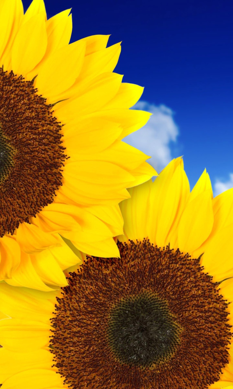 Screenshot №1 pro téma Pure Yellow Sunflowers 768x1280