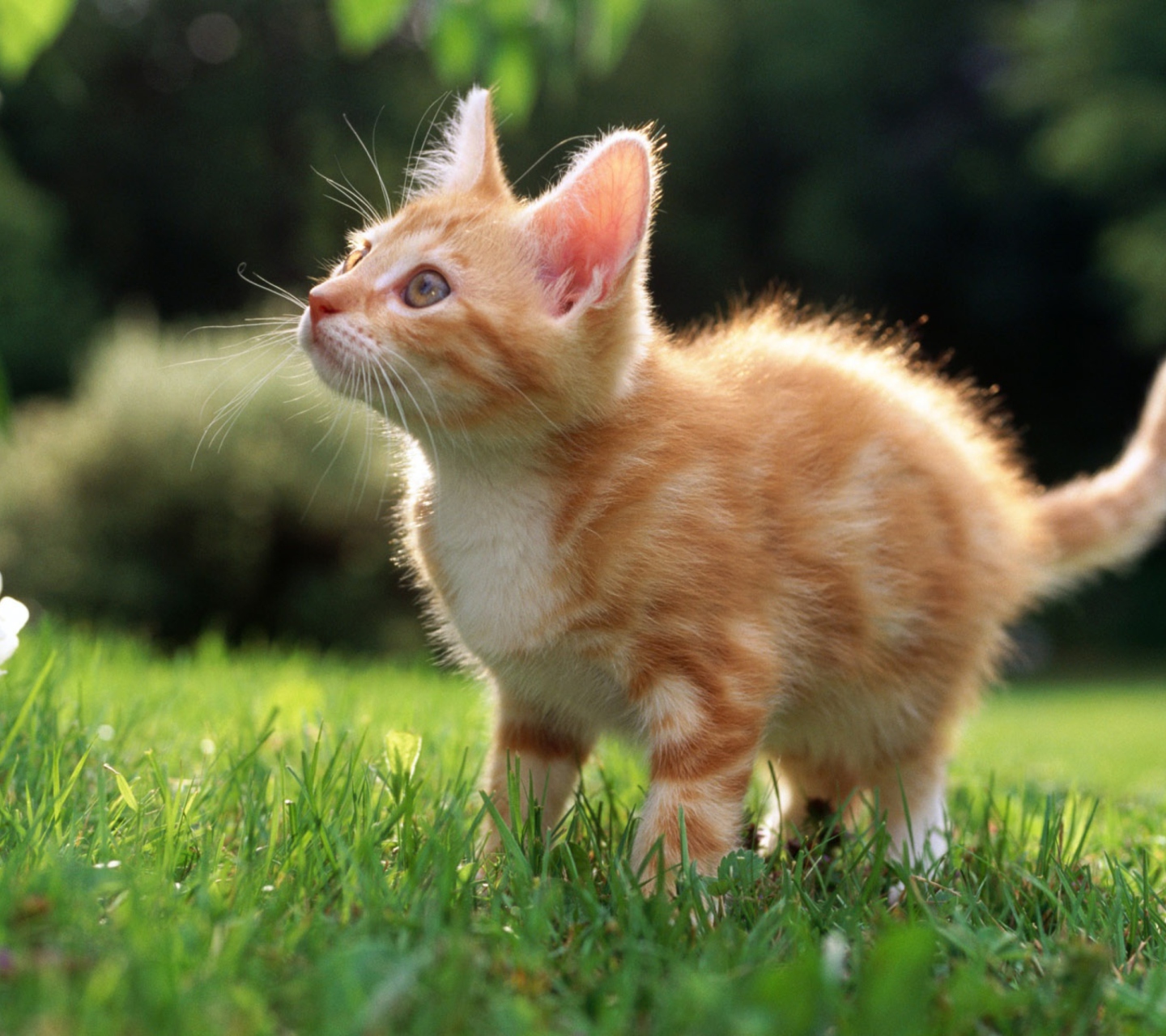 Обои Sweet Kitten 1440x1280