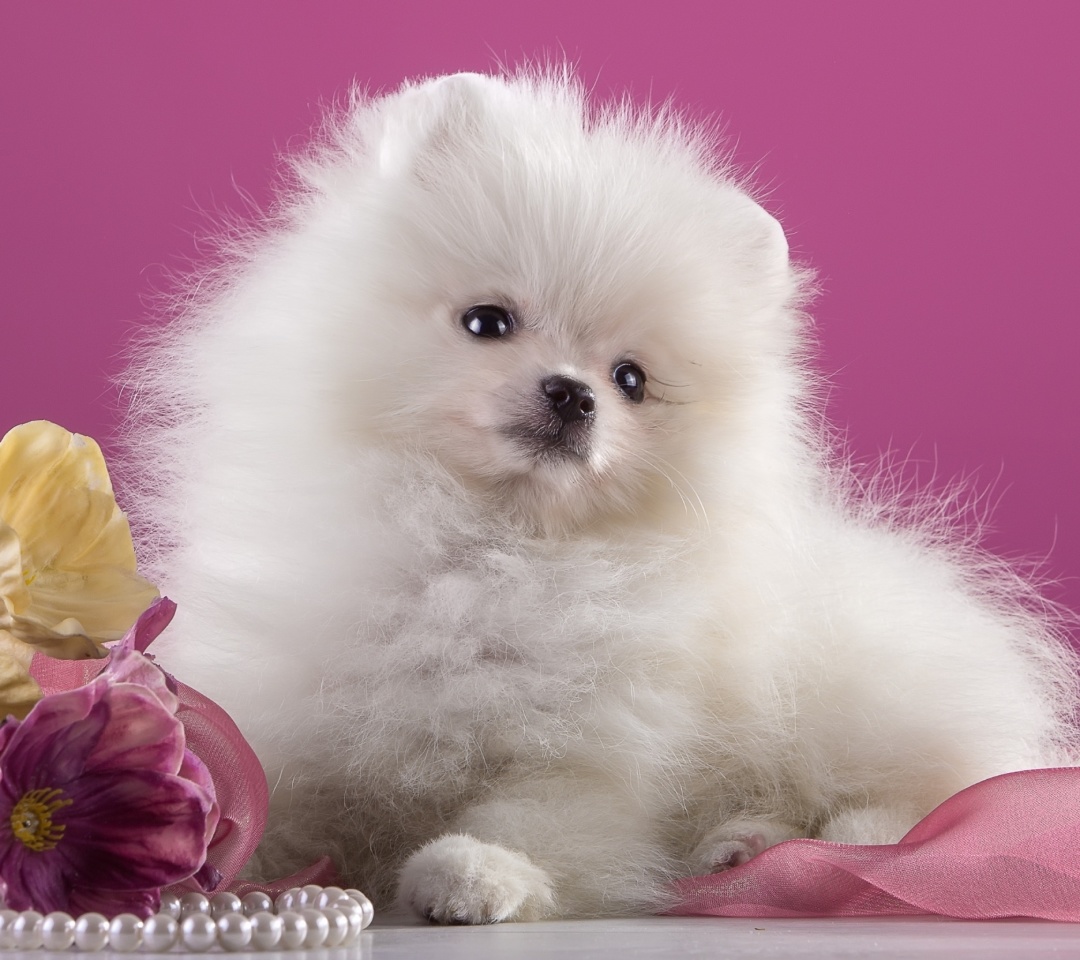 Spitz Puppy wallpaper 1080x960