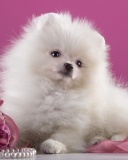 Das Spitz Puppy Wallpaper 128x160