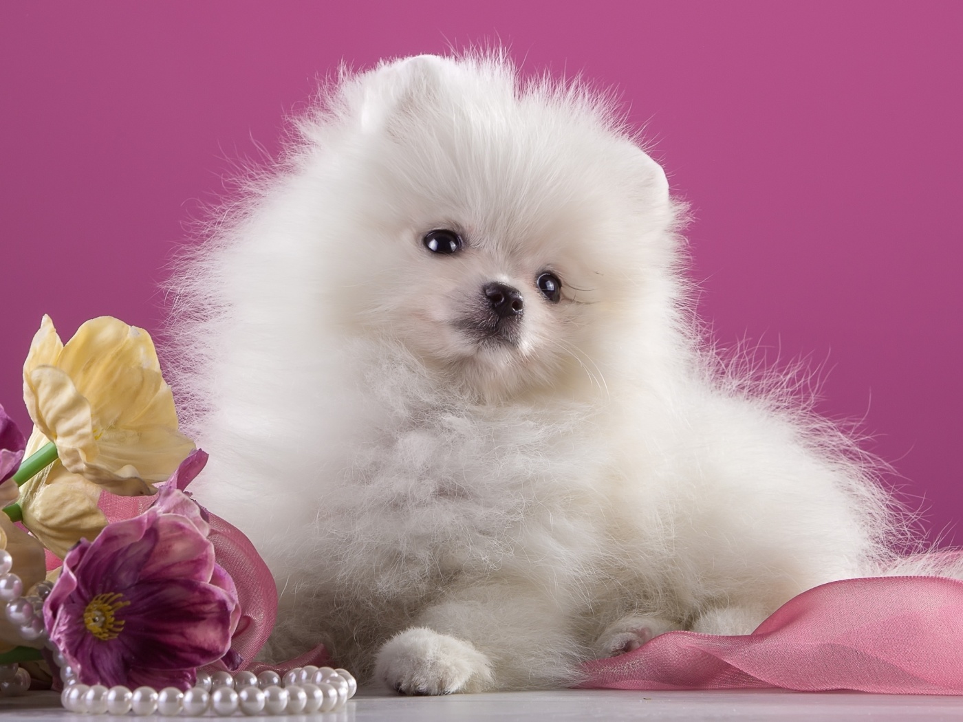 Fondo de pantalla Spitz Puppy 1400x1050