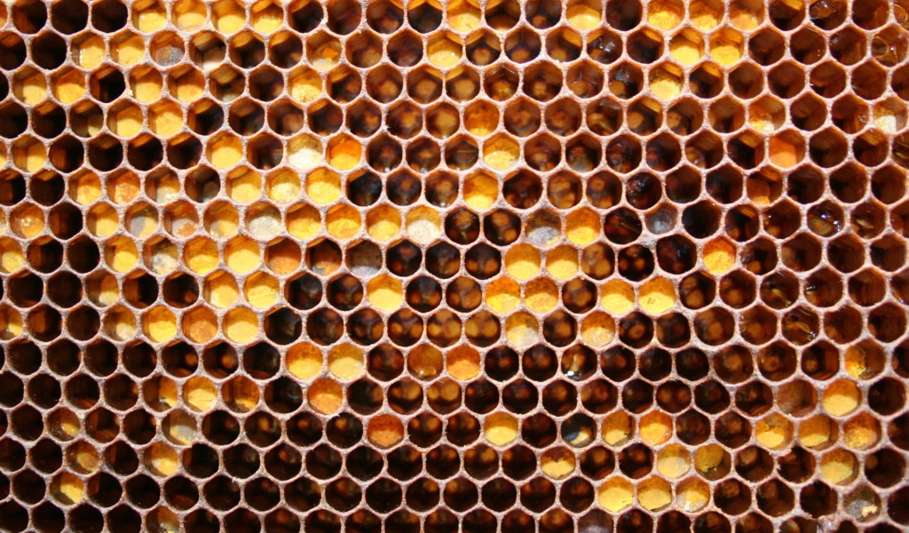 Sfondi Honey 1024x600