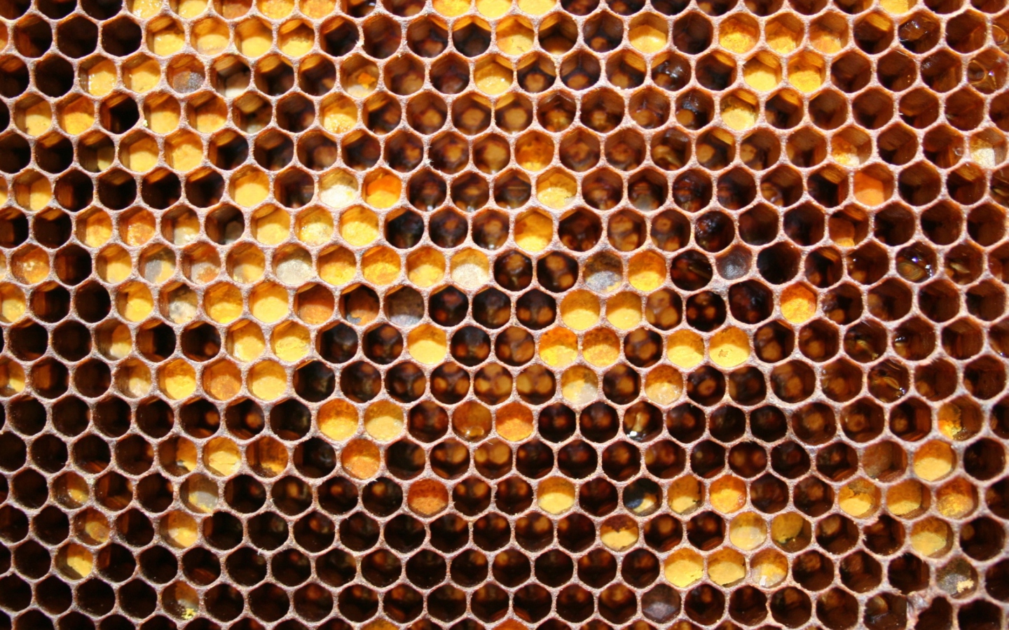 Screenshot №1 pro téma Honey 1440x900