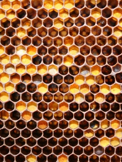 Honey wallpaper 240x320