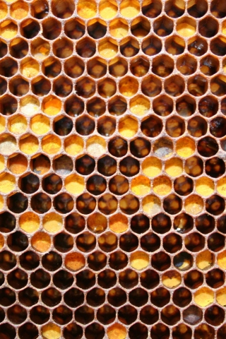 Honey wallpaper 320x480