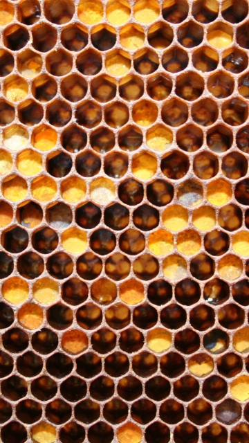Honey wallpaper 360x640