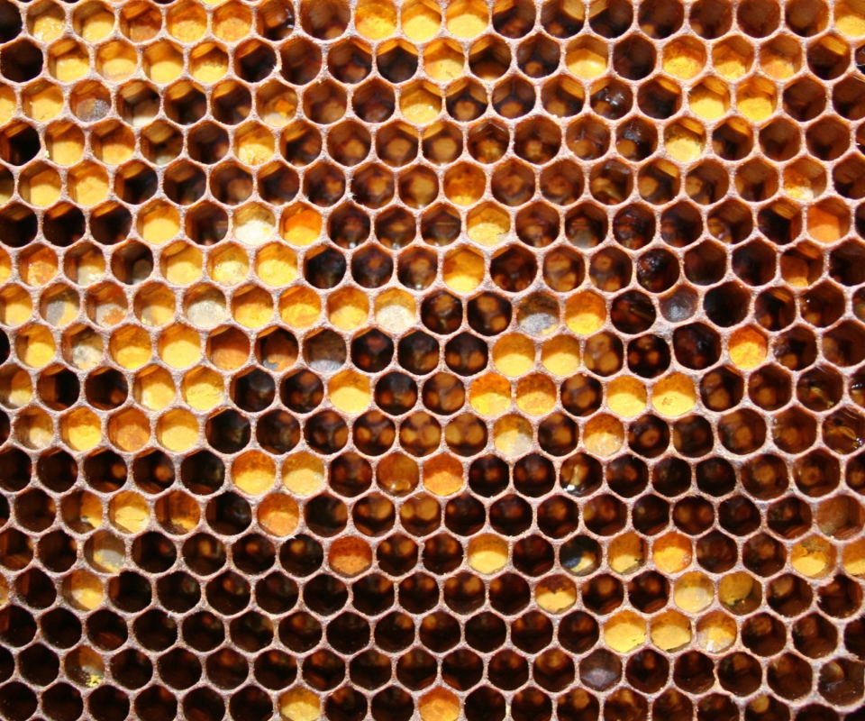 Honey wallpaper 960x800