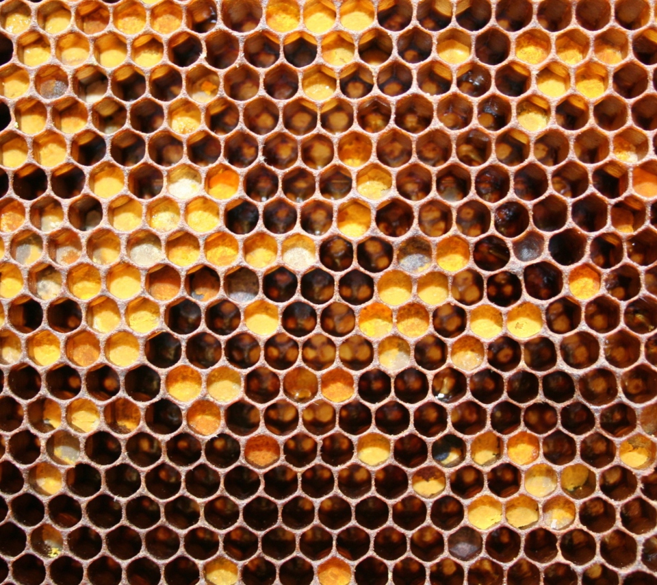 Das Honey Wallpaper 960x854