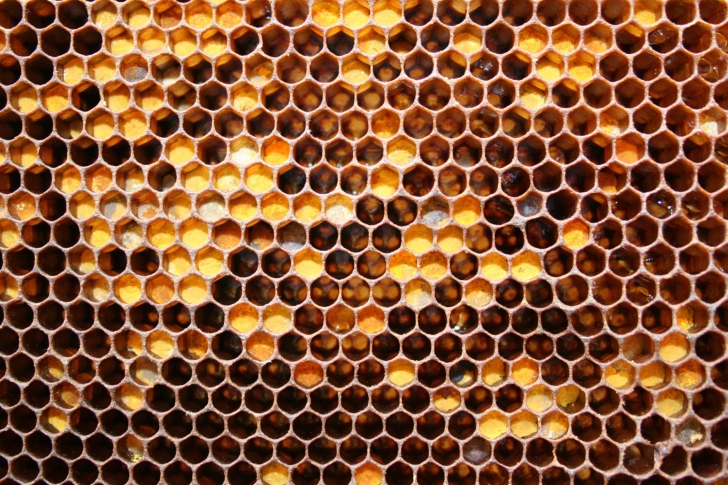 Honey wallpaper