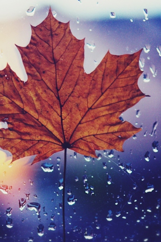 Das Dried Maple Leaf Wallpaper 320x480