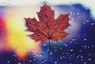Dried Maple Leaf - Obrázkek zdarma pro 1440x1280