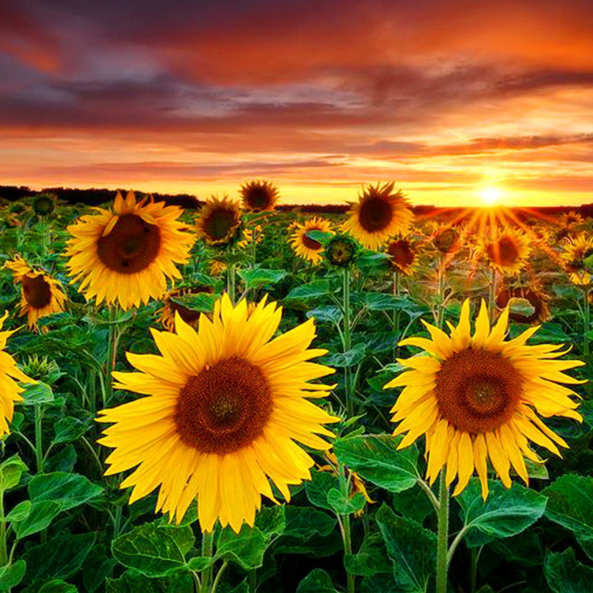 Beautiful Sunflower Field At Sunset screenshot #1 2048x2048