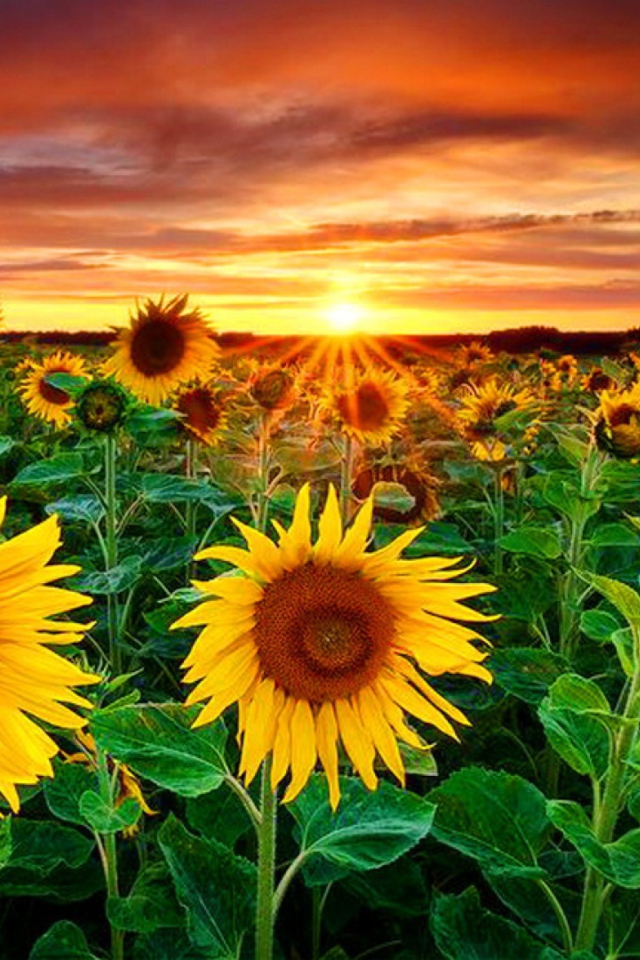 Screenshot №1 pro téma Beautiful Sunflower Field At Sunset 640x960