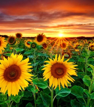 Beautiful Sunflower Field At Sunset - Obrázkek zdarma pro Nokia C5-03