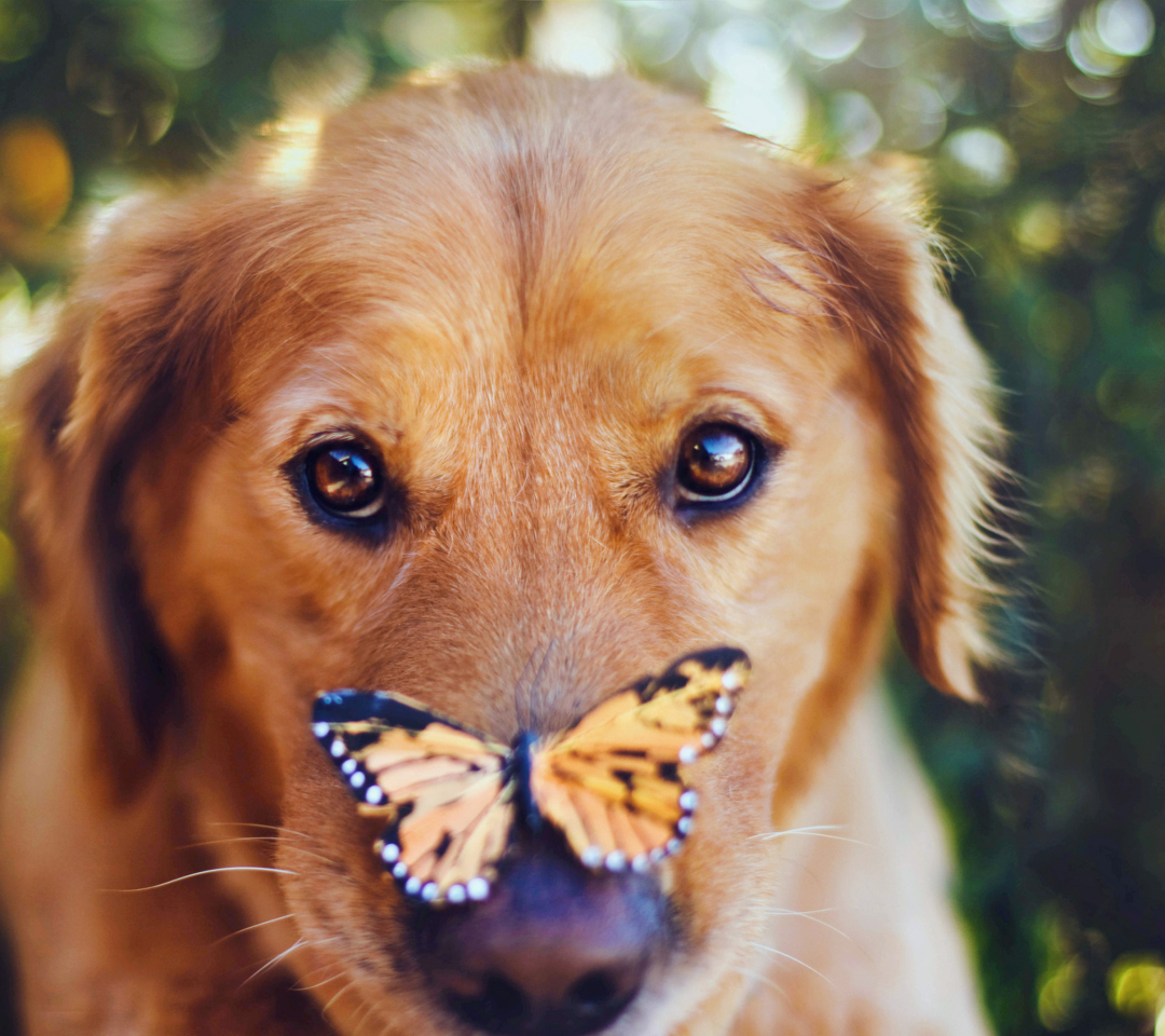 Screenshot №1 pro téma Dog And Butterfly 1080x960