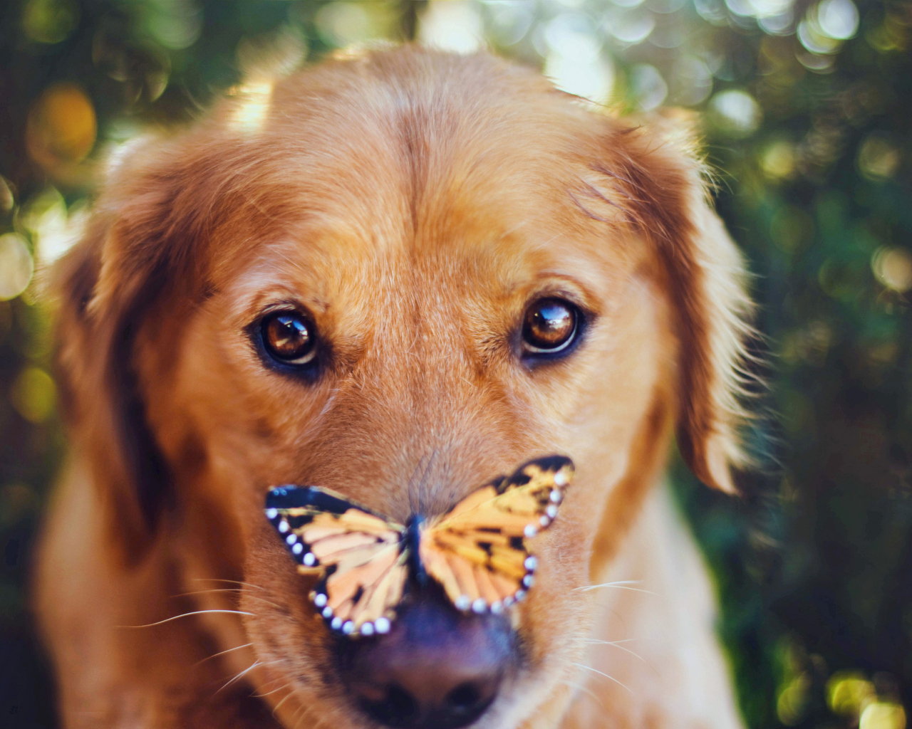 Screenshot №1 pro téma Dog And Butterfly 1280x1024