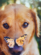 Screenshot №1 pro téma Dog And Butterfly 132x176
