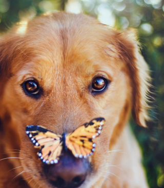 Dog And Butterfly - Obrázkek zdarma pro 128x160