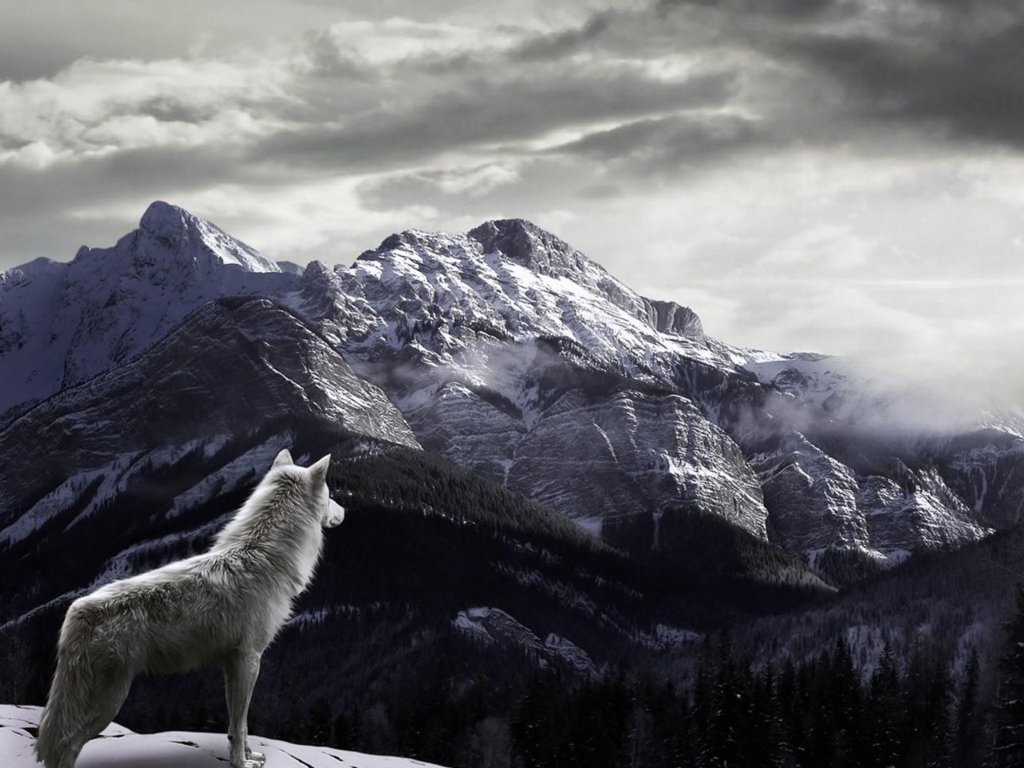 Fondo de pantalla Wolf in Mountain 1152x864