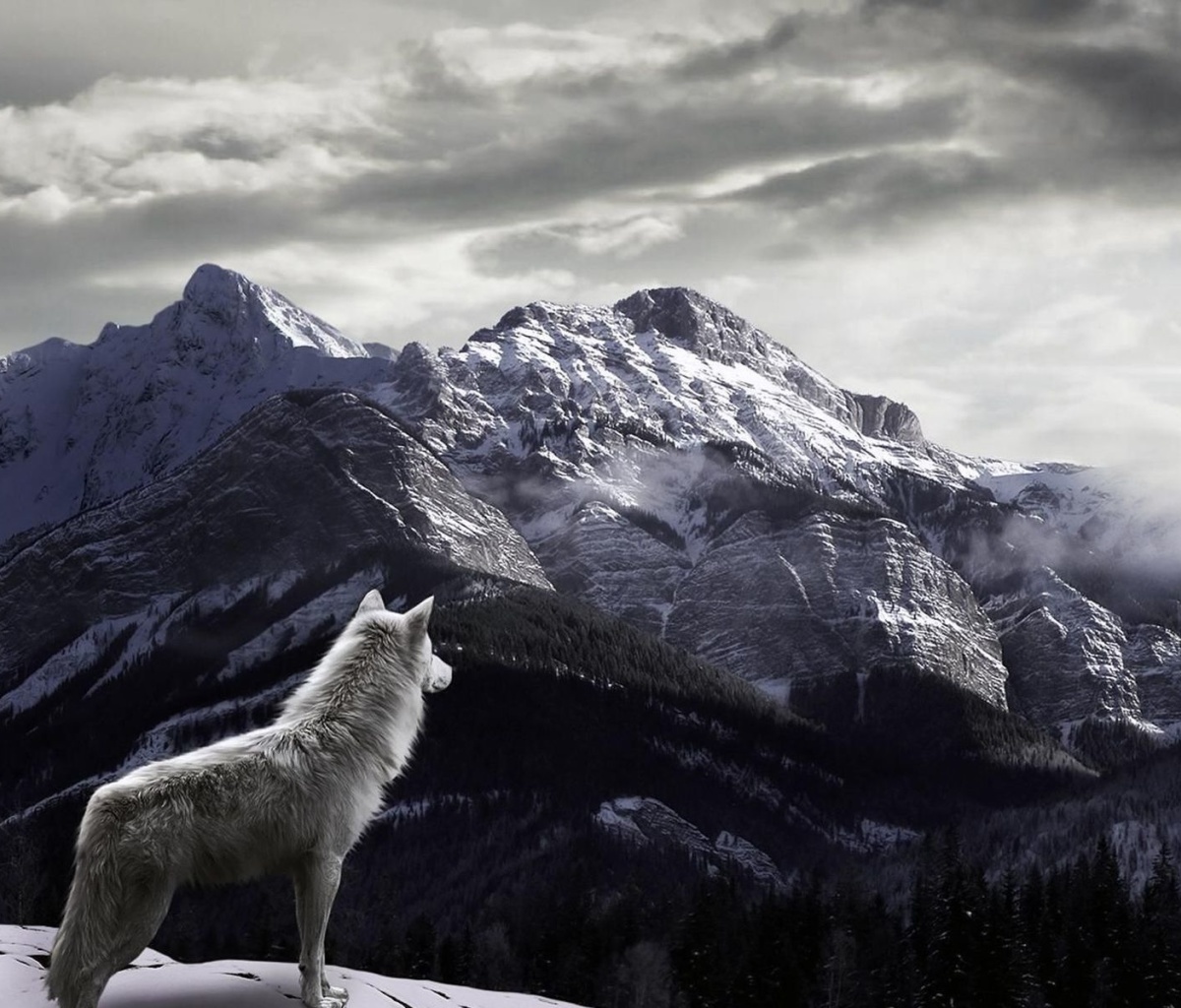 Sfondi Wolf in Mountain 1200x1024