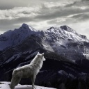 Sfondi Wolf in Mountain 128x128