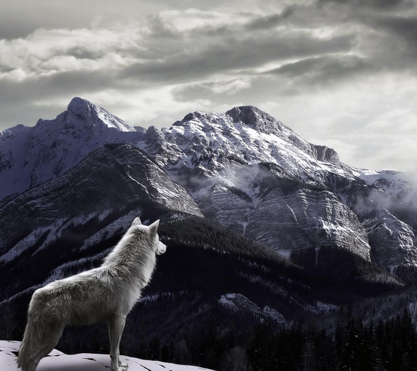 Fondo de pantalla Wolf in Mountain 1440x1280