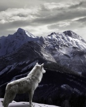 Screenshot №1 pro téma Wolf in Mountain 176x220