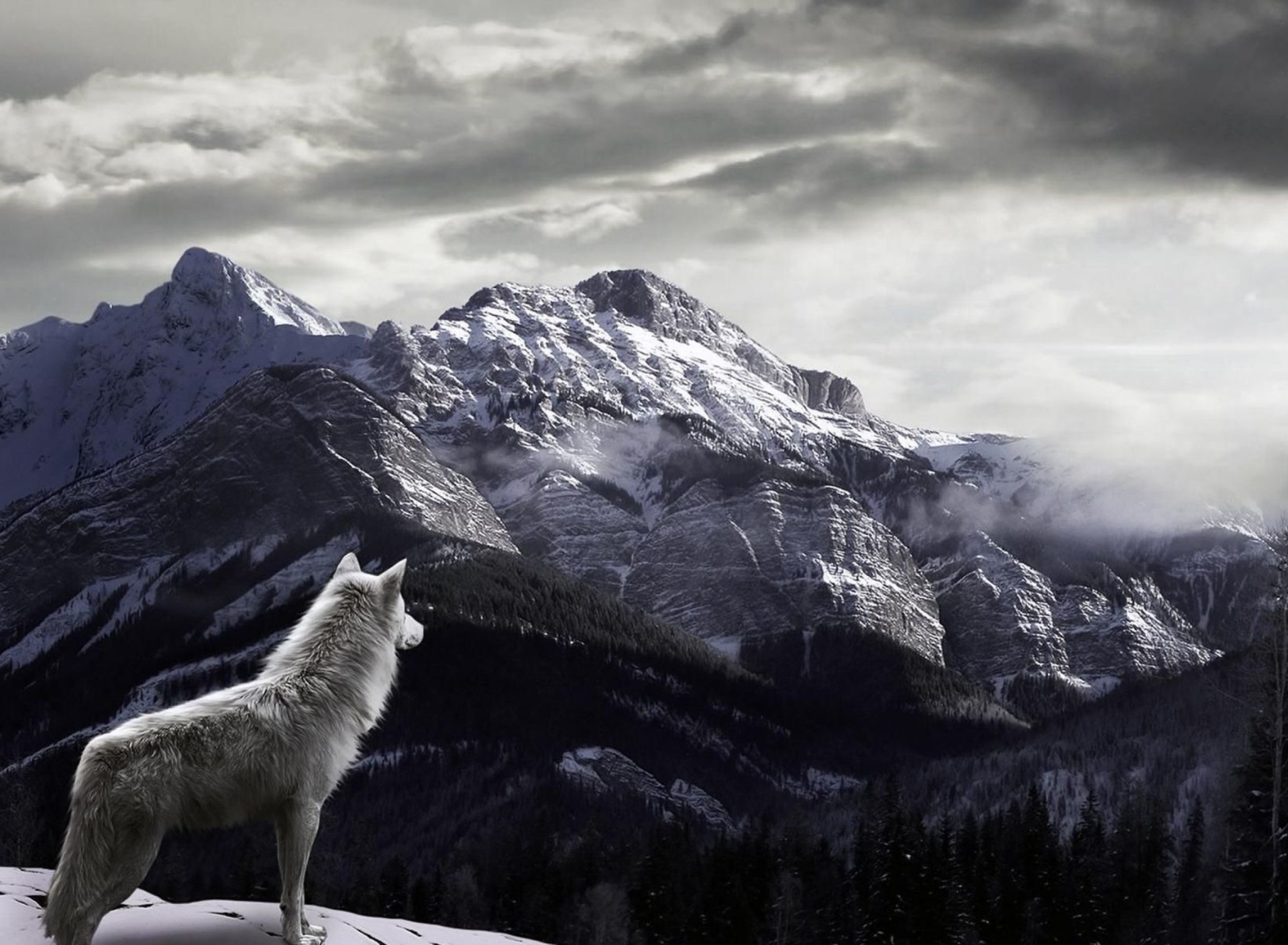 Обои Wolf in Mountain 1920x1408