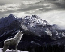 Wolf in Mountain wallpaper 220x176