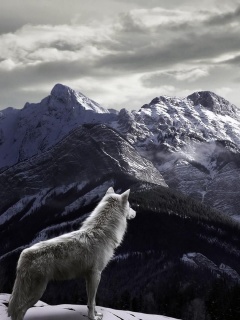 Sfondi Wolf in Mountain 240x320