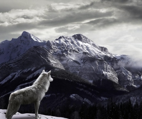 Wolf in Mountain wallpaper 480x400