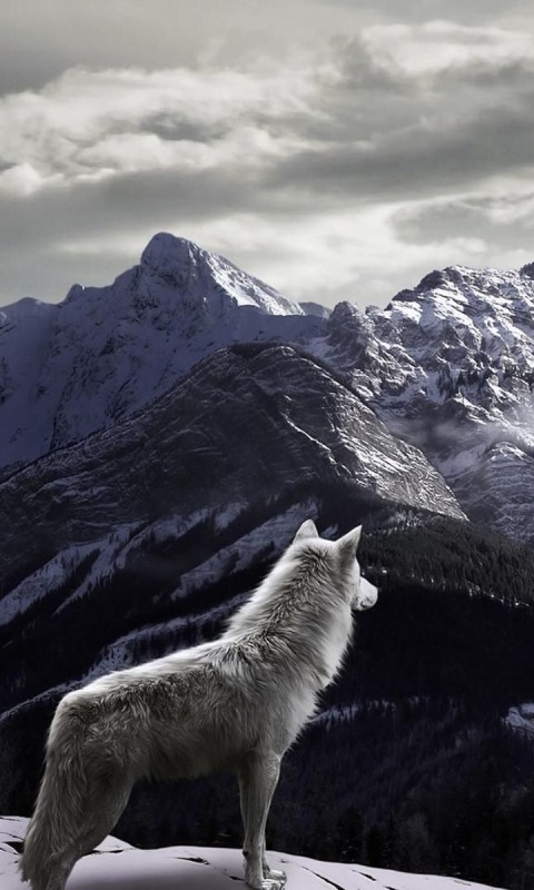 Screenshot №1 pro téma Wolf in Mountain 480x800