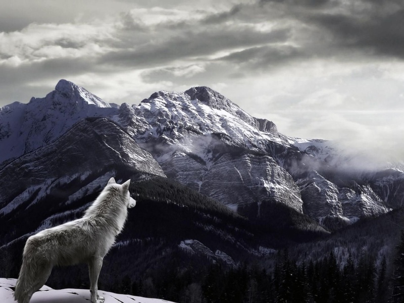 Fondo de pantalla Wolf in Mountain 800x600
