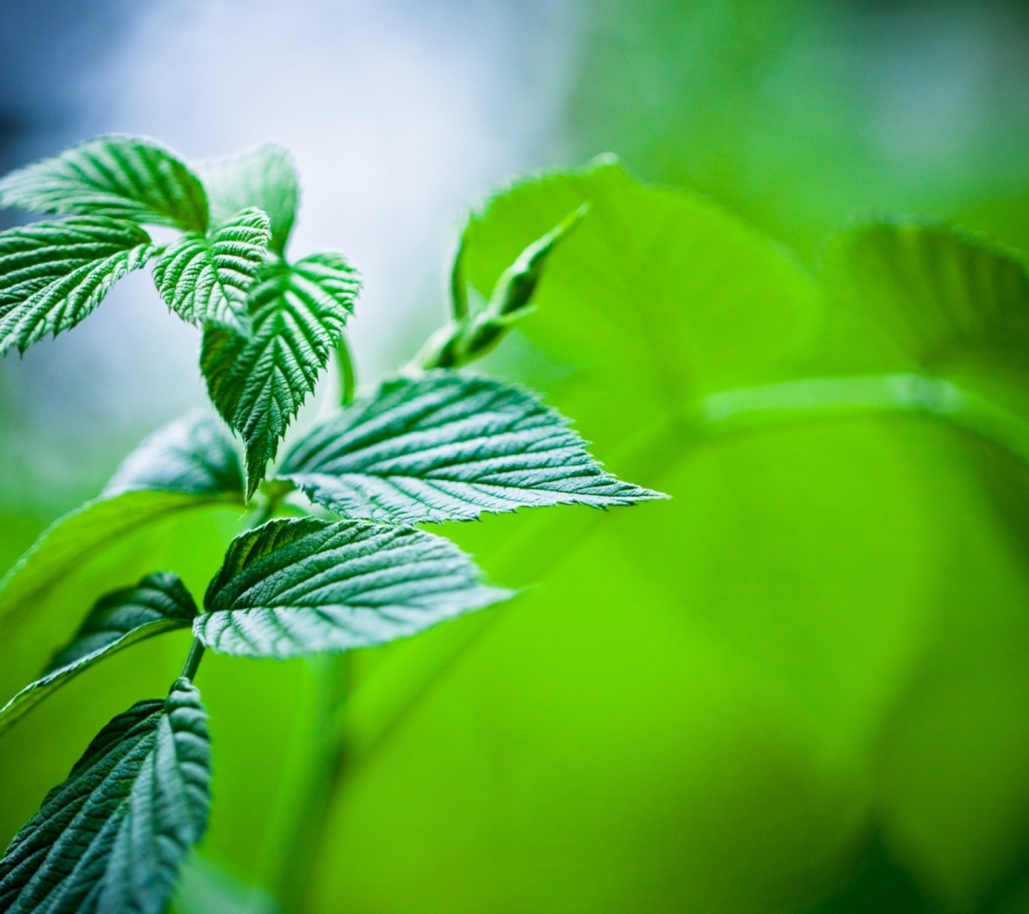 Green Leaves wallpaper 1440x1280