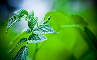Green Leaves Background for Android, iPhone and iPad