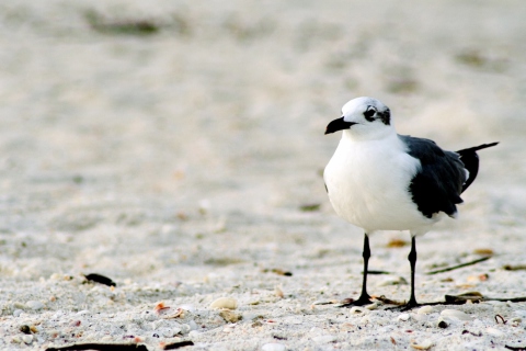 Screenshot №1 pro téma Seagul On The Beach 480x320