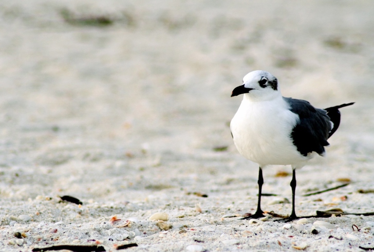 Fondo de pantalla Seagul On The Beach