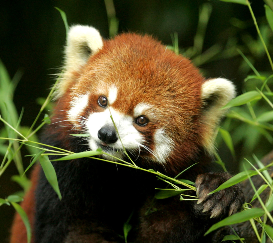 Обои Bamboo Feast Red Panda 1080x960