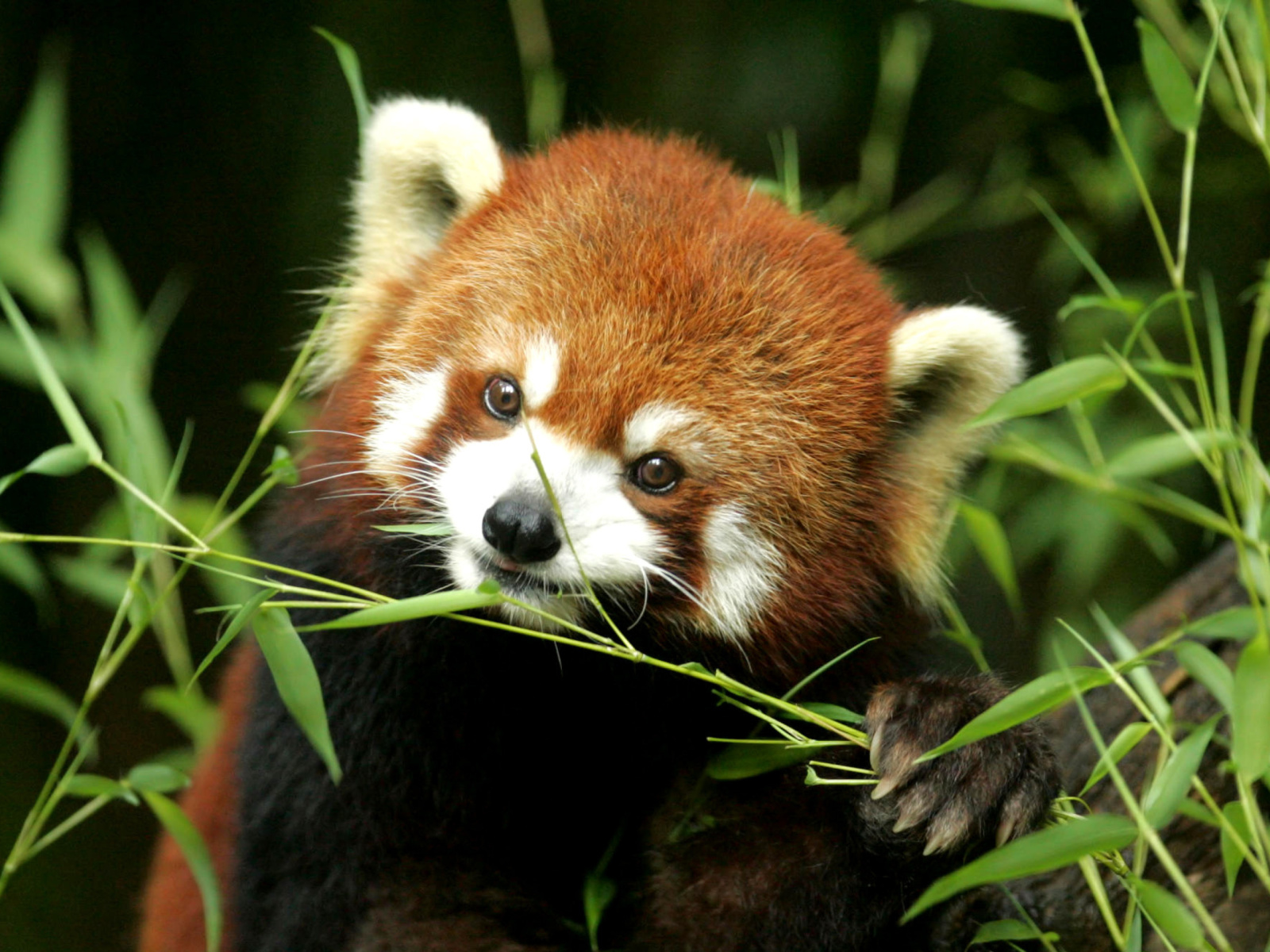Sfondi Bamboo Feast Red Panda 1600x1200
