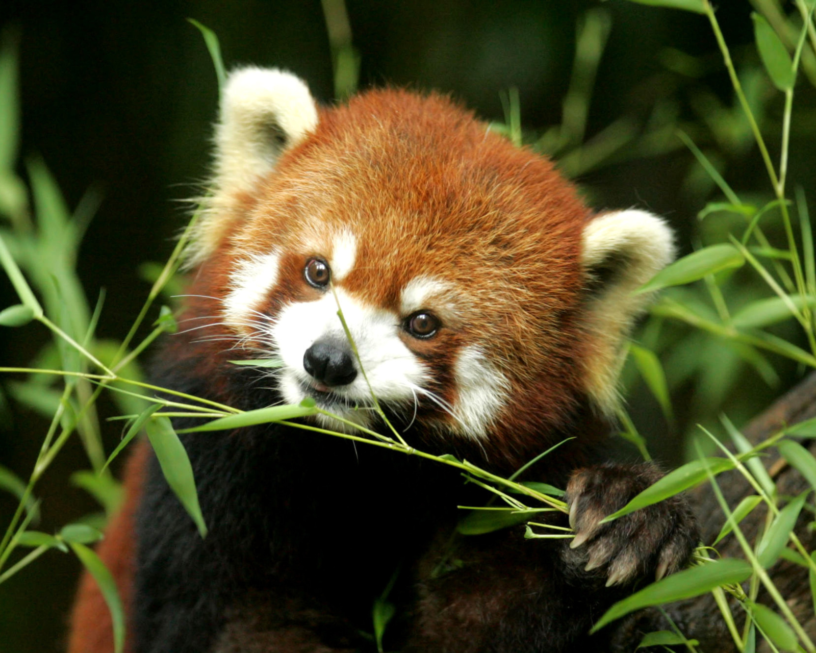 Sfondi Bamboo Feast Red Panda 1600x1280